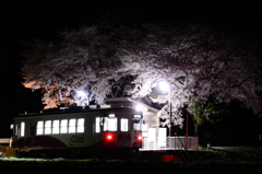 夜桜