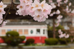桜と旧車