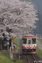 桜咲く高科