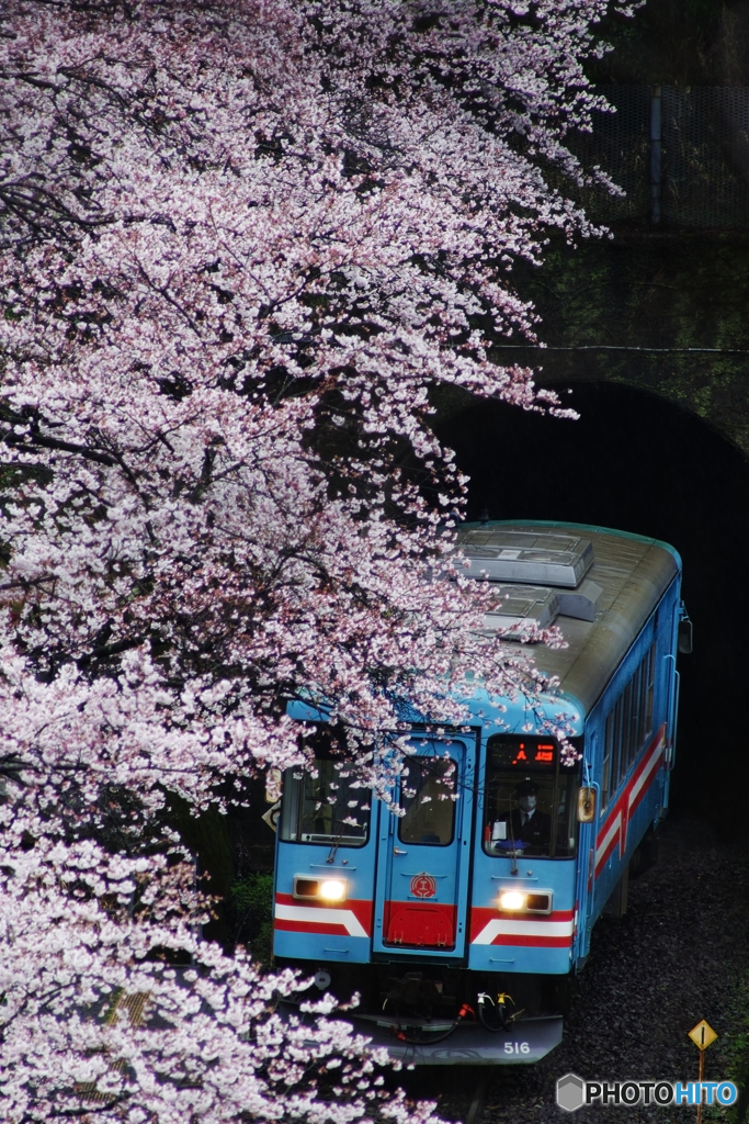 雨の桜