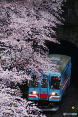 雨の桜