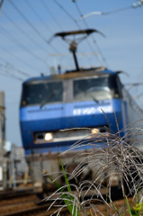 ススキ