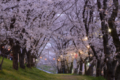 独りの春