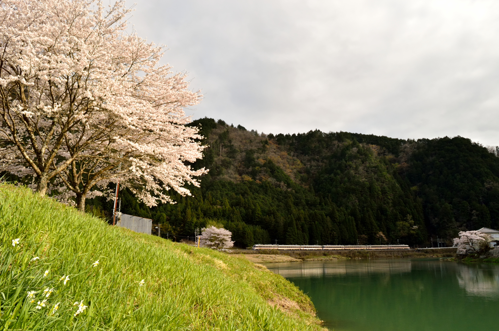 3つの桜