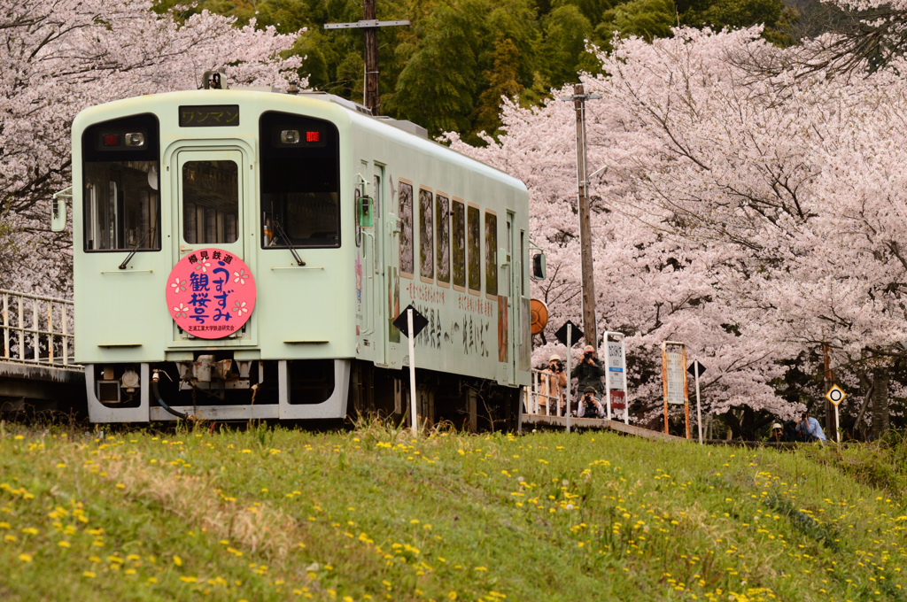 満開の谷汲口