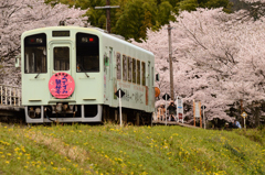 満開の谷汲口