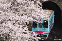 満開の樽見鉄道2