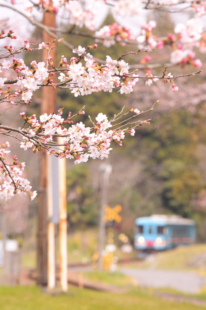 サクラサク樽見鉄道