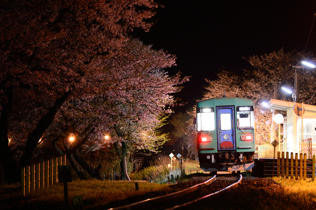 夜桜の樽見鉄道