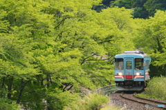 新緑の樽見鉄道