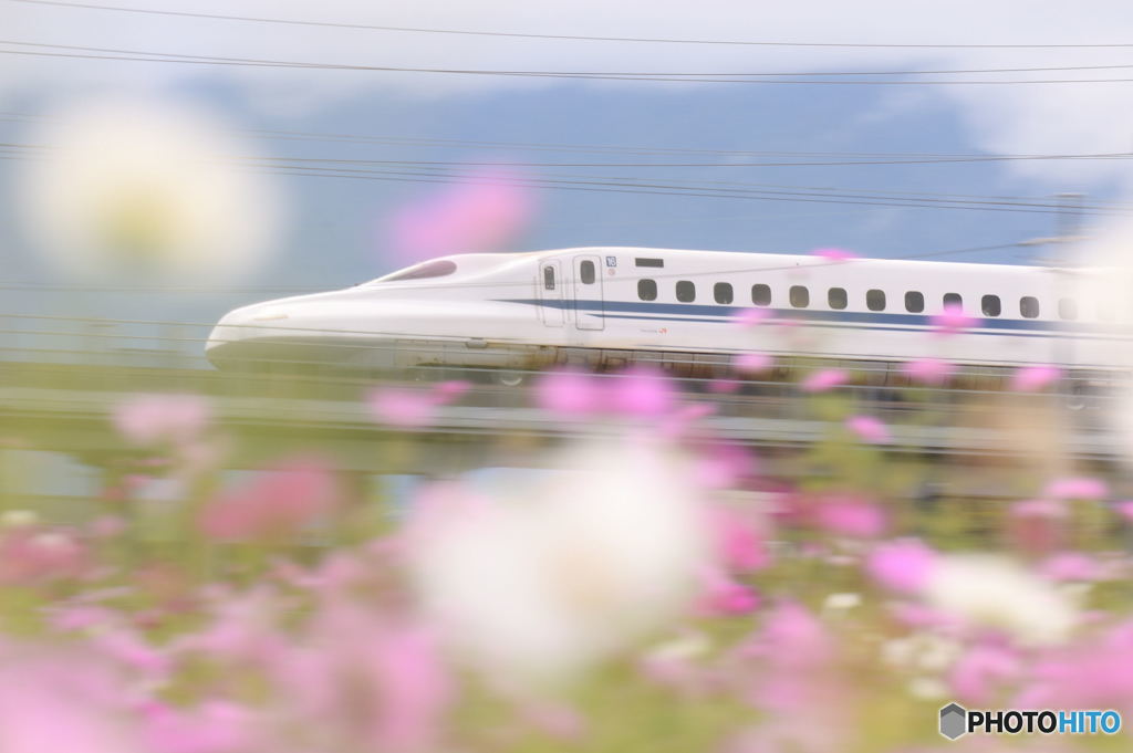 秋桜とゆるふわ系