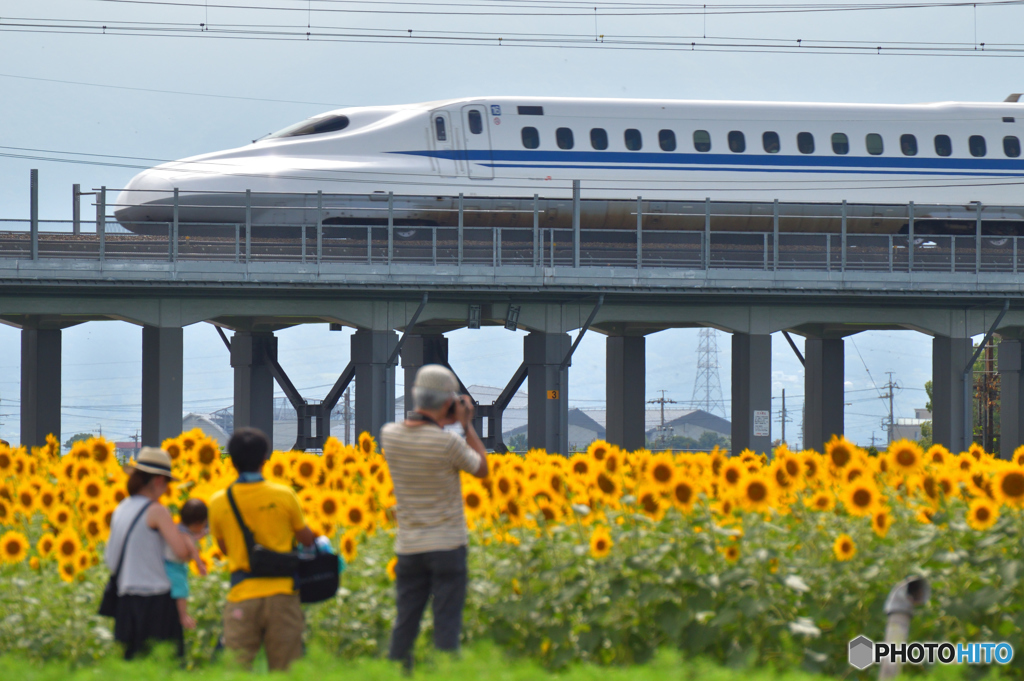 思い思いのヒマワリ