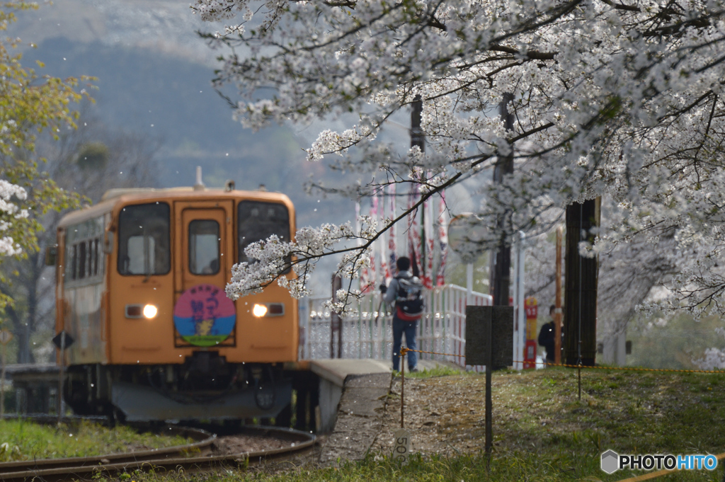 散り始める谷汲口