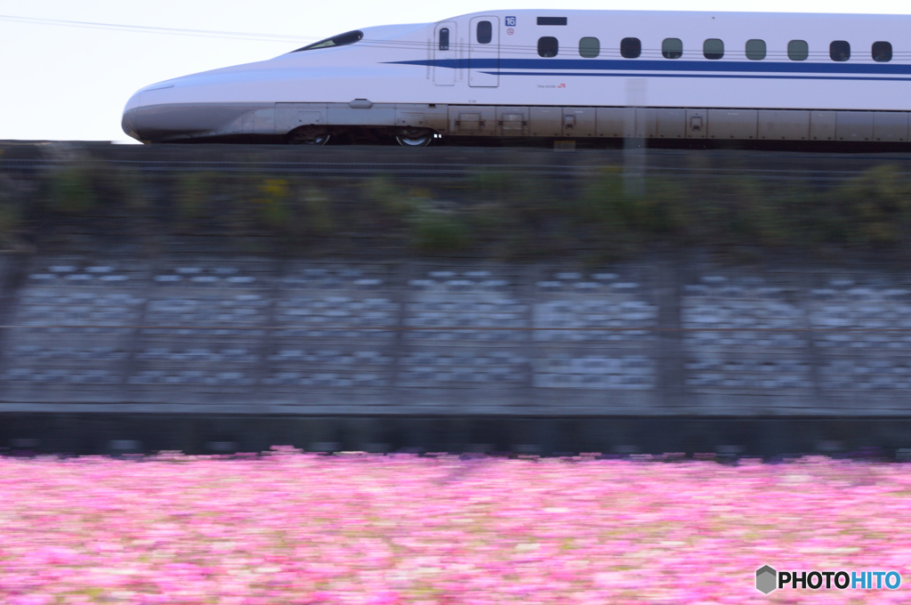 ピンクの絨毯を行く