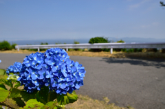 １つだけ咲き誇る紫陽花