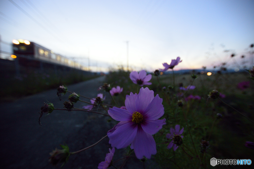 秋桜も終わり冬支度
