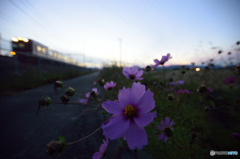 秋桜も終わり冬支度