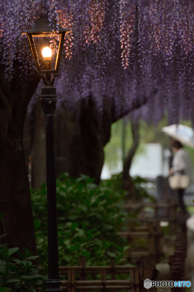 雨