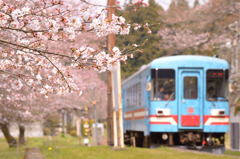 サクラサク樽見鉄道