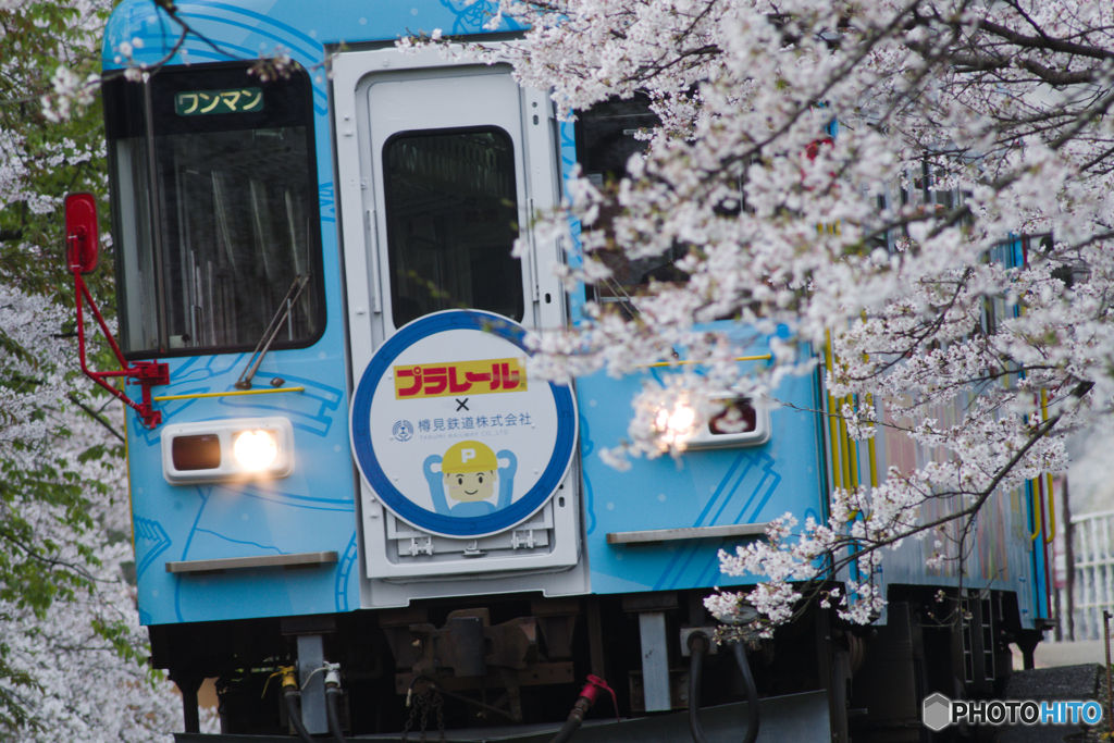 満開の樽見鉄道3