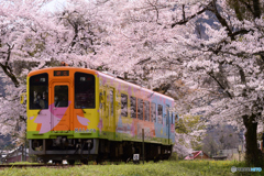 車窓に写る桜