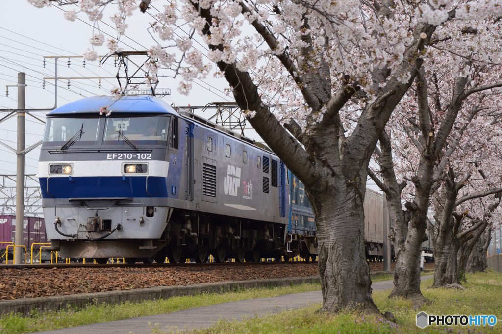 桃と桜