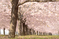 八重桜