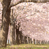 八重桜