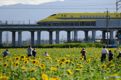 思い思いの向日葵