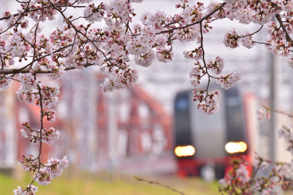 桜と名鉄