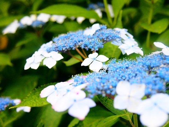 紫陽花　2