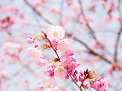八分　1