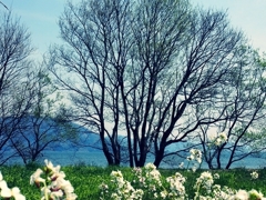 浜大根の花