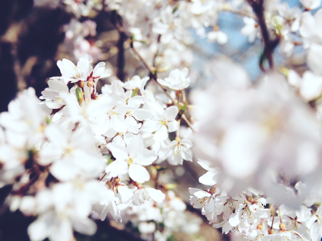 白の桜