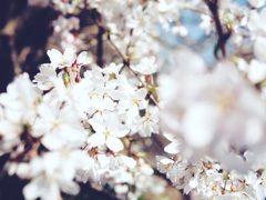 白の桜