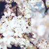 白の桜