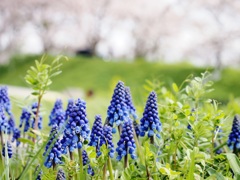 ムスカリと桜　2