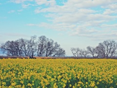菜の花