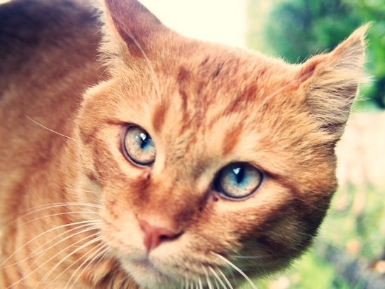 猫