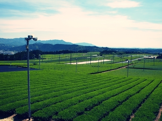 茶畑