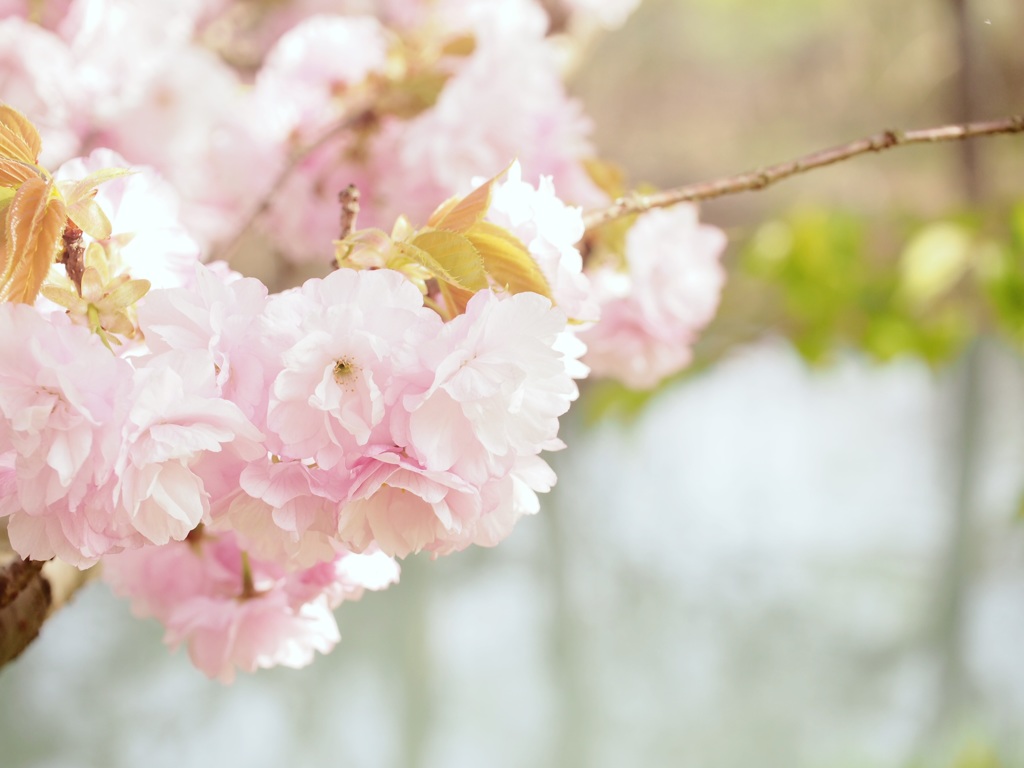 桜と水面