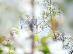 霞む向こうに　1