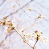 さくらのたまご　3