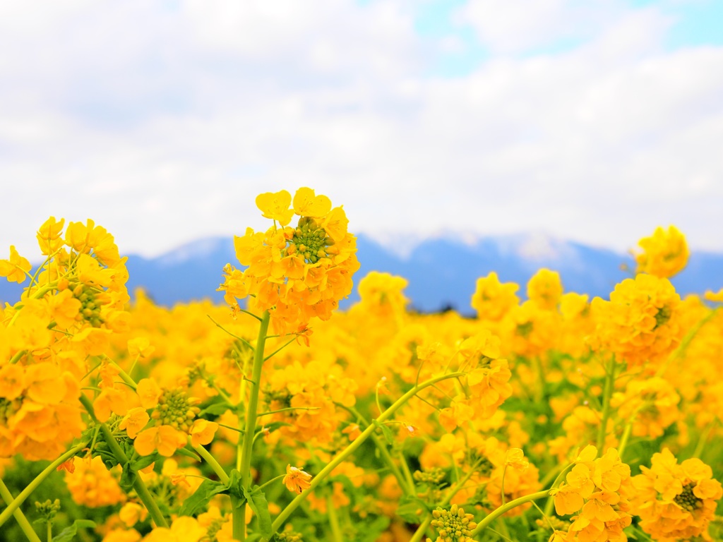 花の向こうに　1
