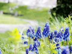 ムスカリと桜　1