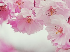 雨にけぶる　1