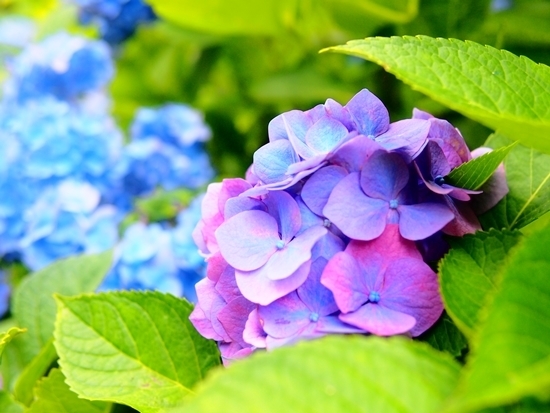 紫陽花　3