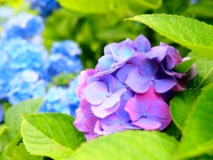 紫陽花　3