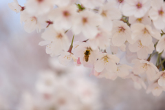 桜　2019-2