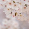 桜　2019-2